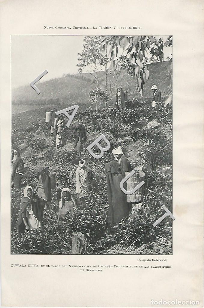 Arte: COGIENDO EL T&Eacute; EN LAS PLANTACIONES,CEIL&Aacute;N LM1
