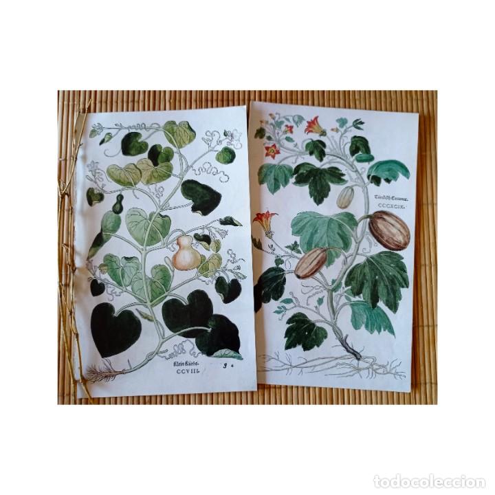 láminas botánica 208/399. cuadros plantas decor - Compra venta en