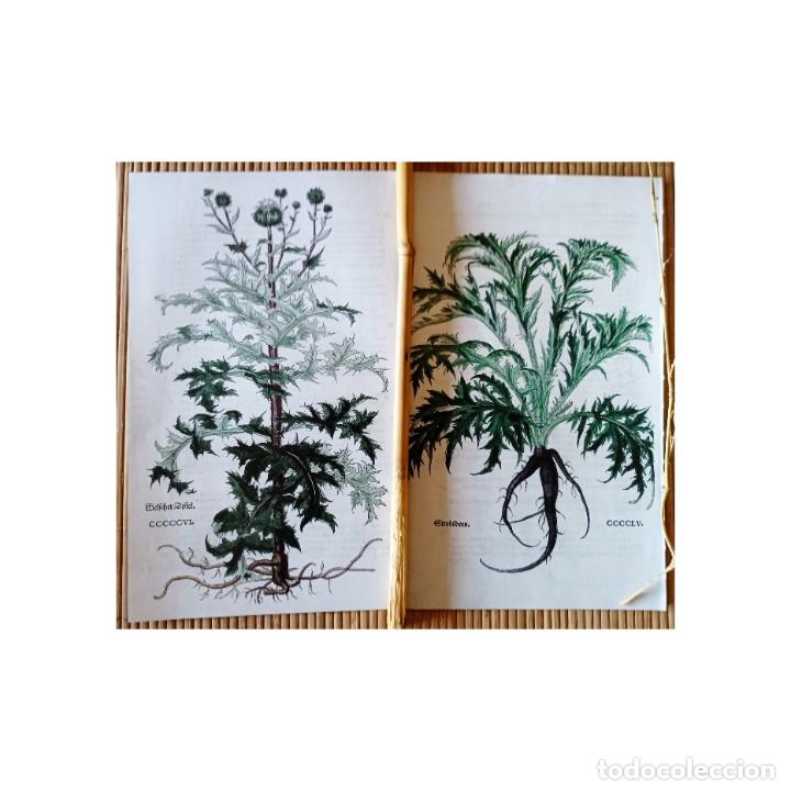 láminas botánica 299/505. cuadros plantas decor - Compra venta en  todocoleccion