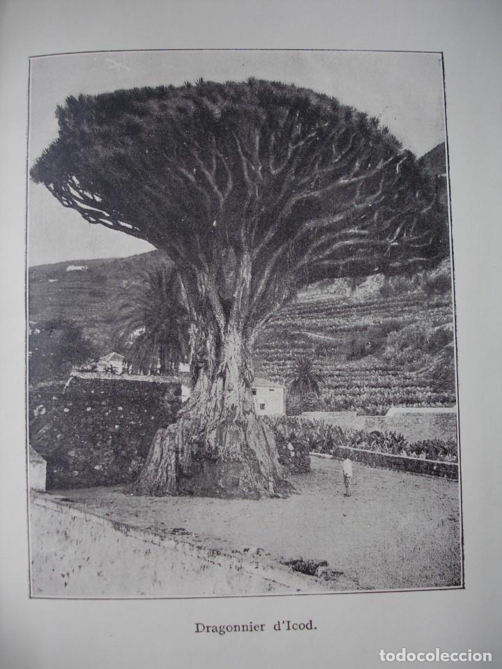 Arte: DRAGO DE ICOD CANARIAS - Foto 1