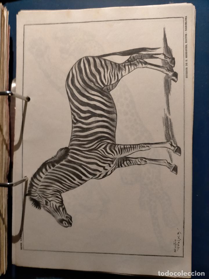 Kunst: HAGA SU OFERTA ----- ANTIGUA LAMINA ORIGINAL PARA DIBUJANTES DIBUJO ARTISTICO DIBUJO EMILIO FREIXAS