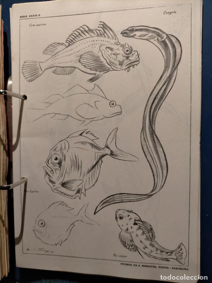 Kunst: HAGA SU OFERTA ----- ANTIGUA LAMINA ORIGINAL PARA DIBUJANTES DIBUJO ARTISTICO DIBUJO EMILIO FREIXAS