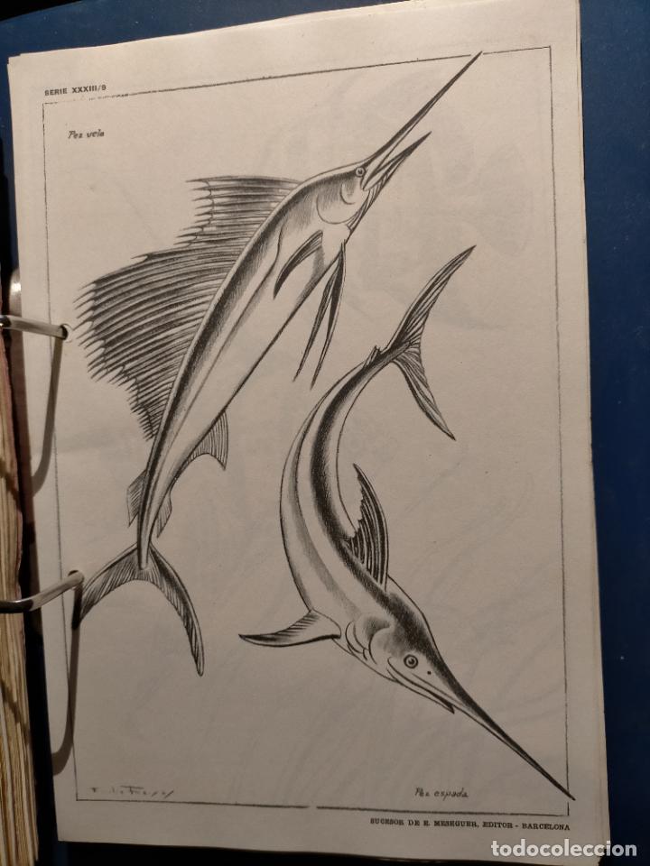 Kunst: HAGA SU OFERTA ----- ANTIGUA LAMINA ORIGINAL PARA DIBUJANTES DIBUJO ARTISTICO DIBUJO EMILIO FREIXAS