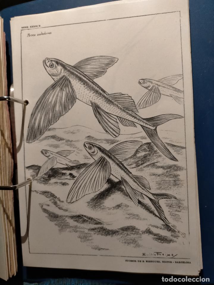 Kunst: HAGA SU OFERTA ----- ANTIGUA LAMINA ORIGINAL PARA DIBUJANTES DIBUJO ARTISTICO DIBUJO EMILIO FREIXAS