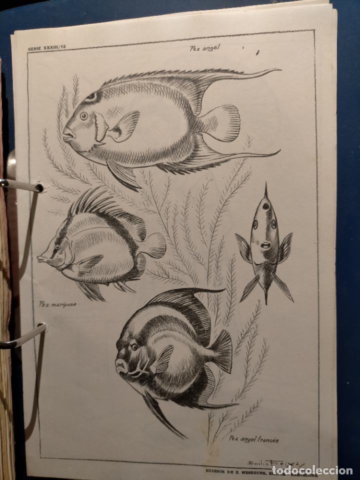Kunst: HAGA SU OFERTA ----- ANTIGUA LAMINA ORIGINAL PARA DIBUJANTES DIBUJO ARTISTICO DIBUJO EMILIO FREIXAS