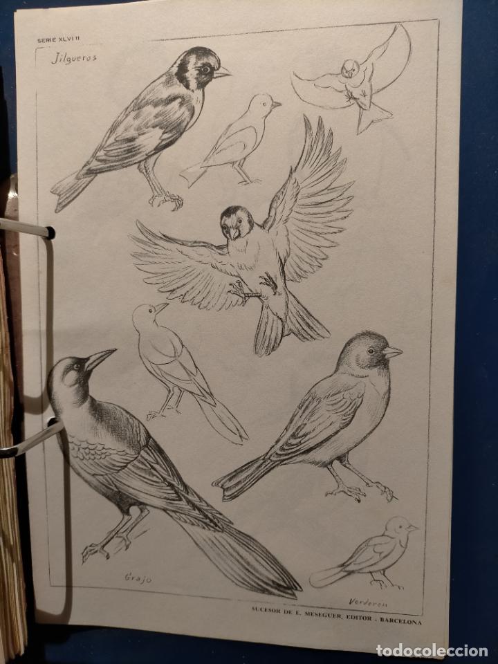 Art: HAGA SU OFERTA ----- ANTIGUA LAMINA ORIGINAL PARA DIBUJANTES DIBUJO ARTISTICO DIBUJO EMILIO FREIXAS