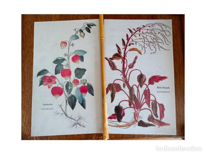 láminas botánica 393/463 .cuadros plantas decor - Compra venta en  todocoleccion