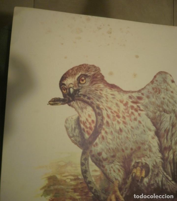 Arte: L&aacute;mina. - Foto 2
