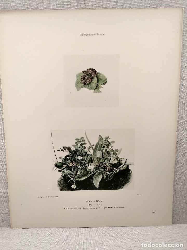 Art: Estudio de plantas de Albrecht Durero, Meister Albertina, plancha n&ordm; 325