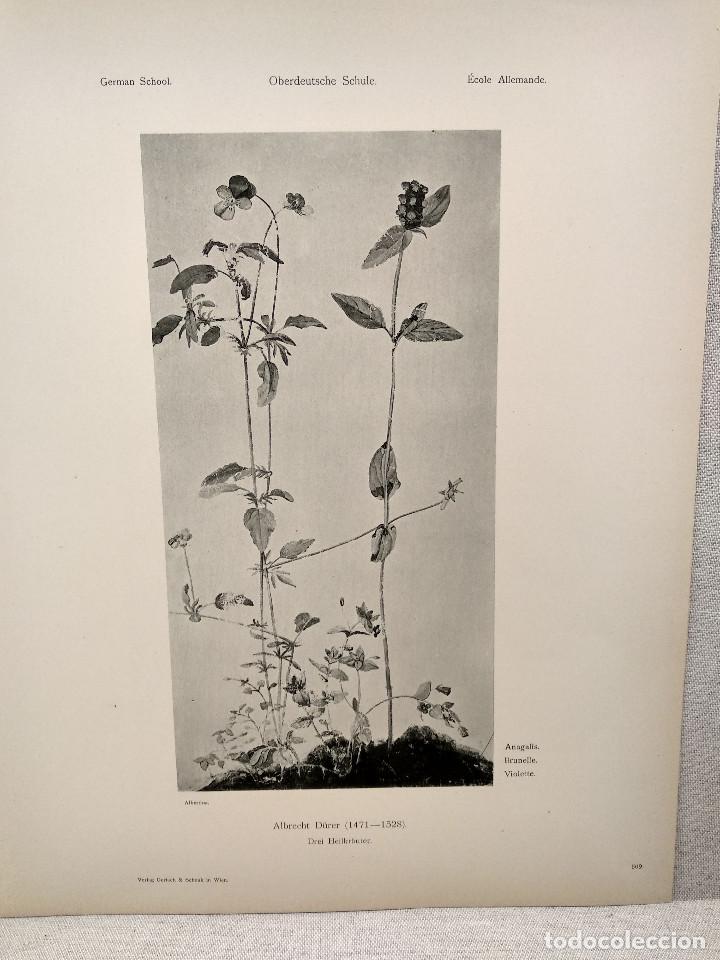 Arte: Estudio de plantas, violeta, de Albrecht Durero, Meister Albertina, plancha n&ordm; 509