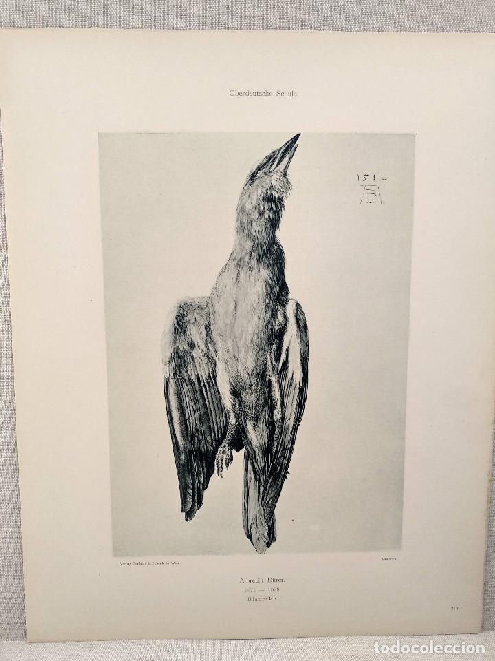 Art: Cuervo azul, de Albrecht Durero, Meister Albertina, plancha n&ordm; 300