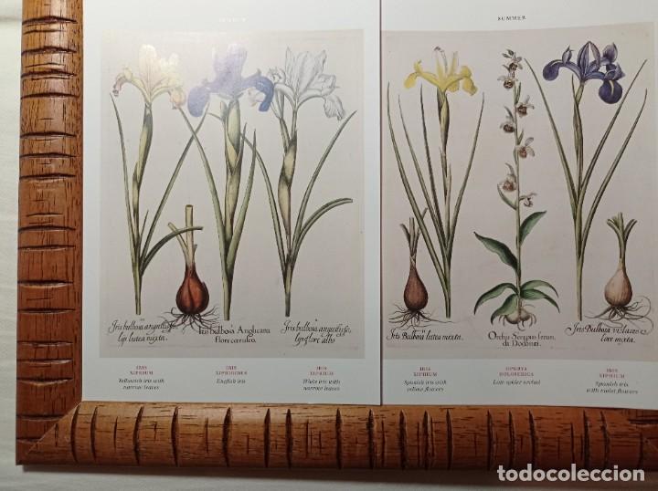 láminas de botánica iris. cuadros láminas plant - Compra venta en  todocoleccion