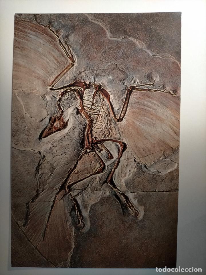 Art: peque&ntilde;a lamina 16,9x11cm cromografica tama&ntilde;o postal tirada nacional - fosil pajaro