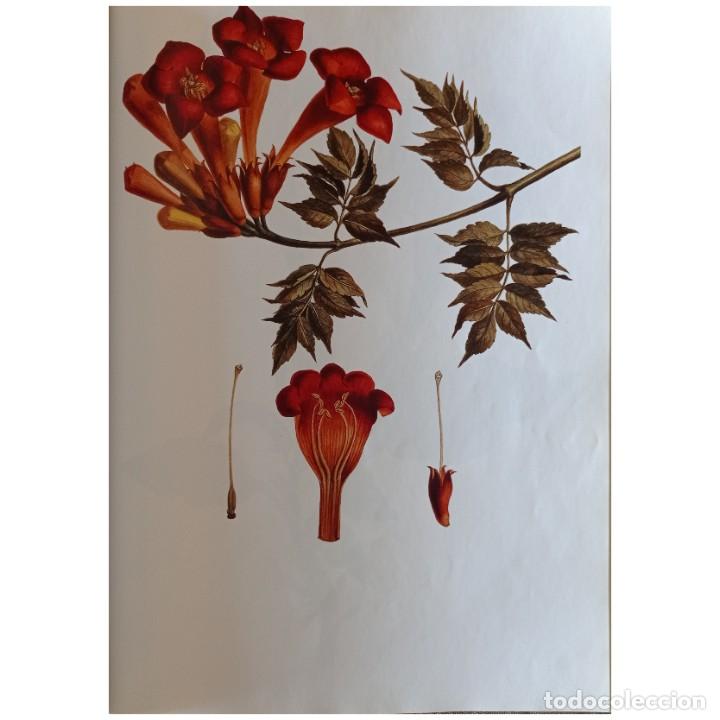 lámina de botánica iris. cuadros láminas planta - Acquista Stampe