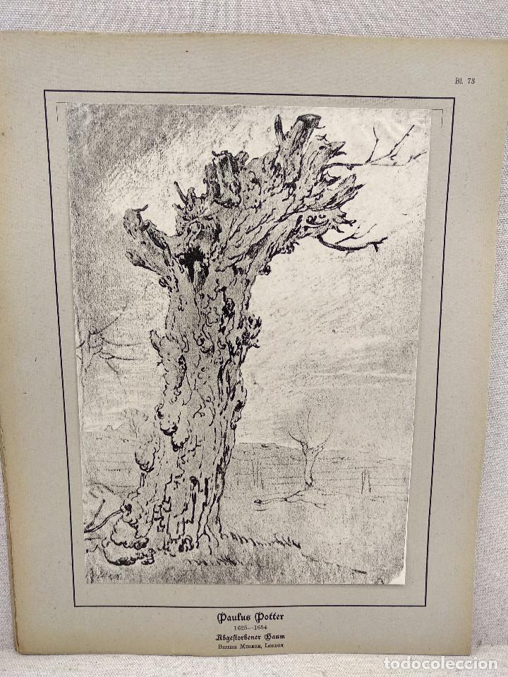 Kunst: Arbol muerto de Paulus Potter, HOLLANDISCHER MEISTER 1923, plancha 73