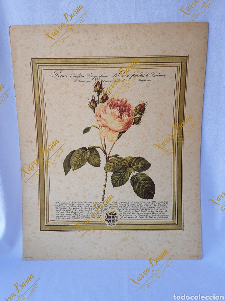 Arte: L&aacute;mina &rdquo;Rosa centifolia&rdquo; Tem&aacute;tica floral - Foto 1