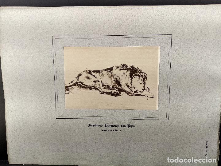 Art: Leon dormido, de Rembrandt, Dibujos viejos maestros holandeses 1896, plancha 29
