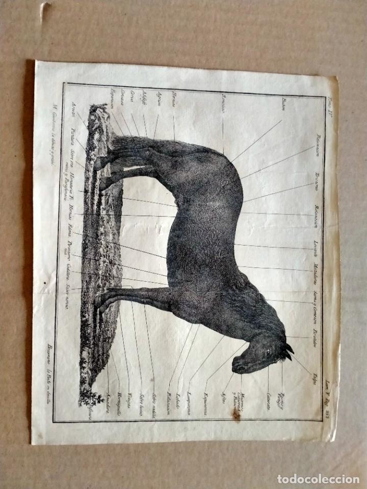 Art: grabado de caballo medidas 23x19 sevilla