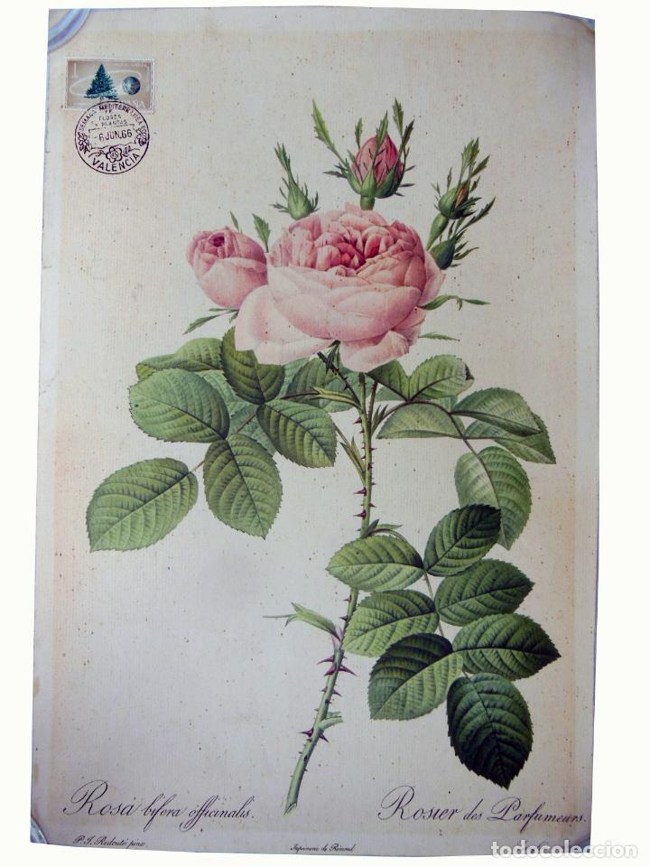 Art: ROSIER DES PARFUMEURS. MATASELLOS PRIMERA SEMANA MEDITERRANEA DE FLORES Y PLANTAS