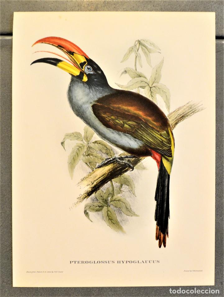 Arte: AVES. TUC&Aacute;N. PTEROGLOSSUS HYPOGLAUCUS. - Foto 1