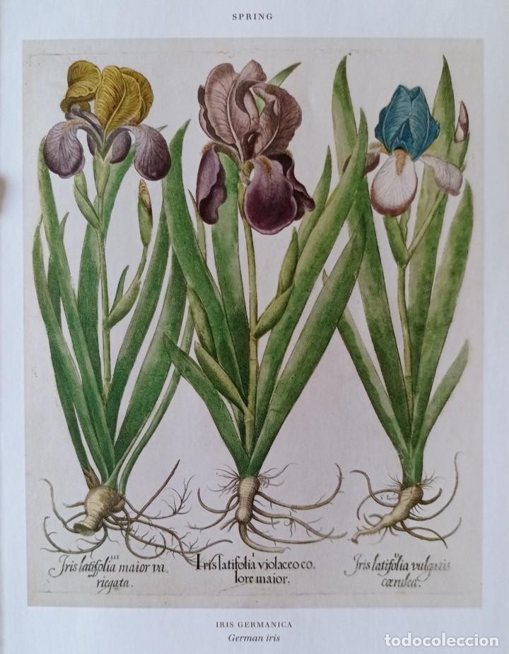 lámina de botánica iris. cuadros láminas planta - Acquista Stampe antiche  su todocoleccion