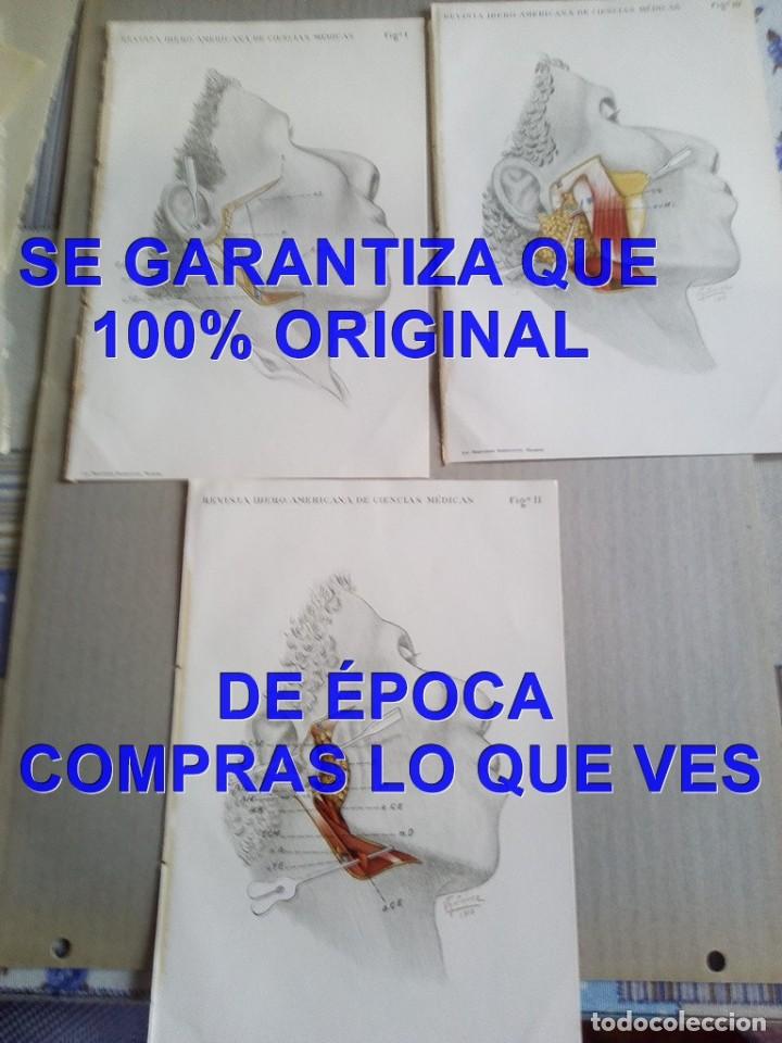 Art: V GUTIERREZ 1910 3 LITOGRAFIA ANATOMIA LAMINA 23 CM F05