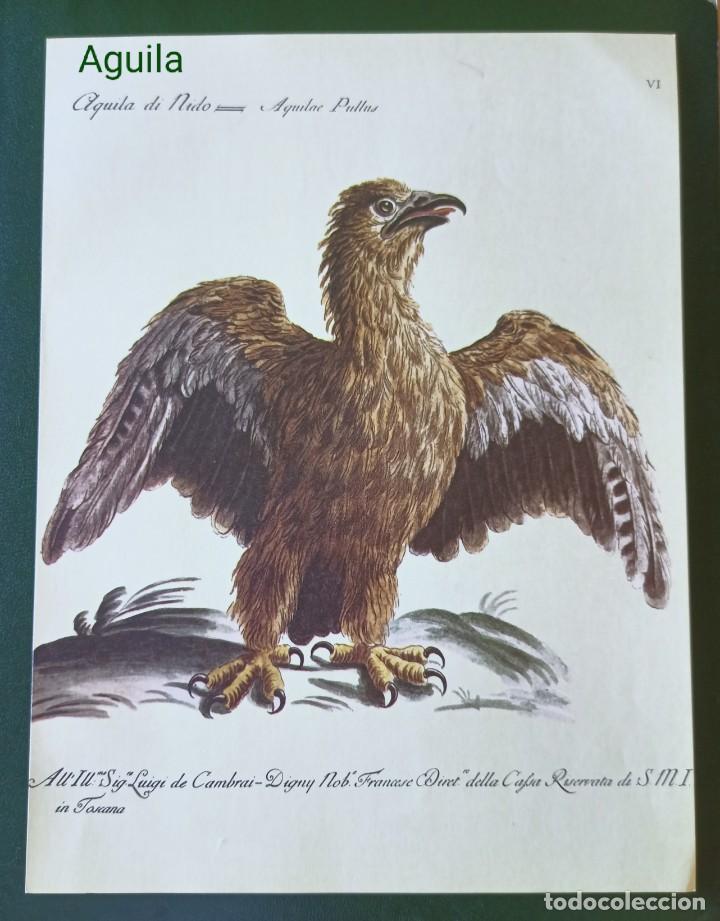 lámina aves aguila. cuadros aves aguilas decora - Buy Antique prints on  todocoleccion