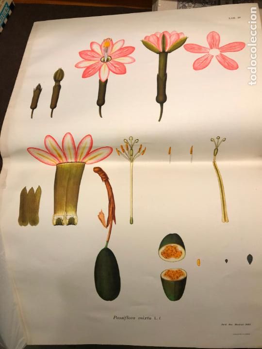 Kunst: Lamina Jard&iacute;n Bot&aacute;nico de Madrid Pasiflora Mixta papel Guarro mide 55 x 37