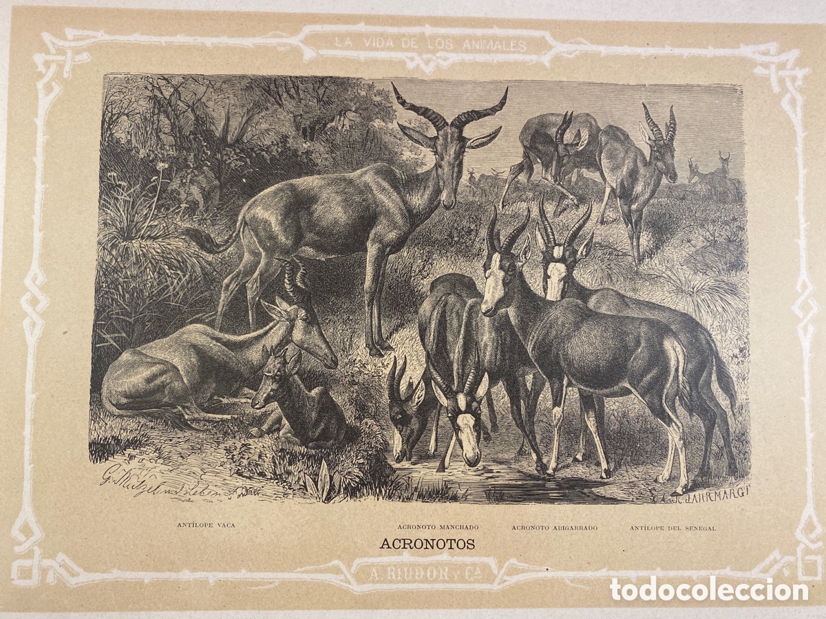 Arte: ACRONOTOS ANT&Iacute;LOPE - Foto 2