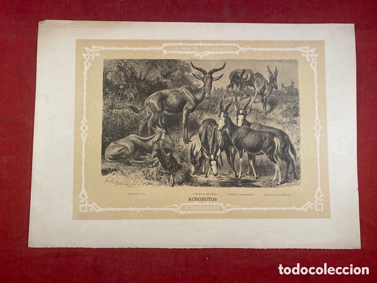 Arte: ACRONOTOS ANT&Iacute;LOPE