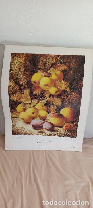 Kunst: LAMINA. 66 x 51 cm. OLIVER CLARE. COLLOGRAPH. FRUTAS, MELOCOTONES, MANZANAS..
