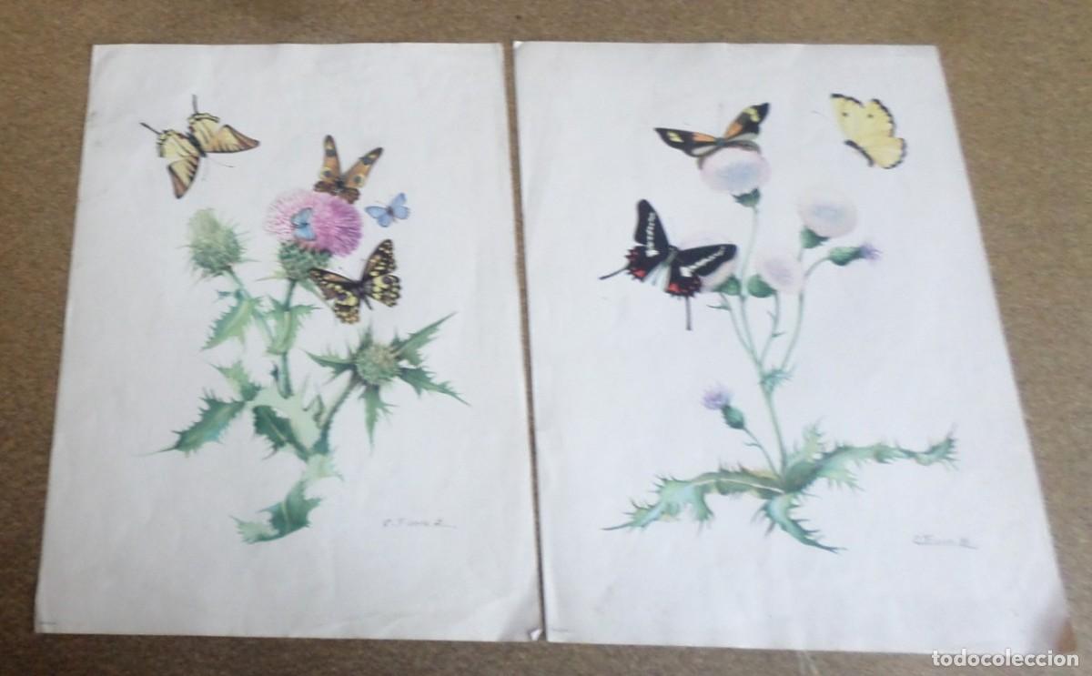 Arte: 2 laminas impresas antiguas de mariposas - Foto 1