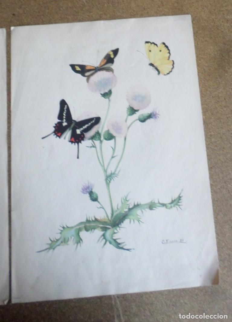 Arte: 2 laminas impresas antiguas de mariposas - Foto 2