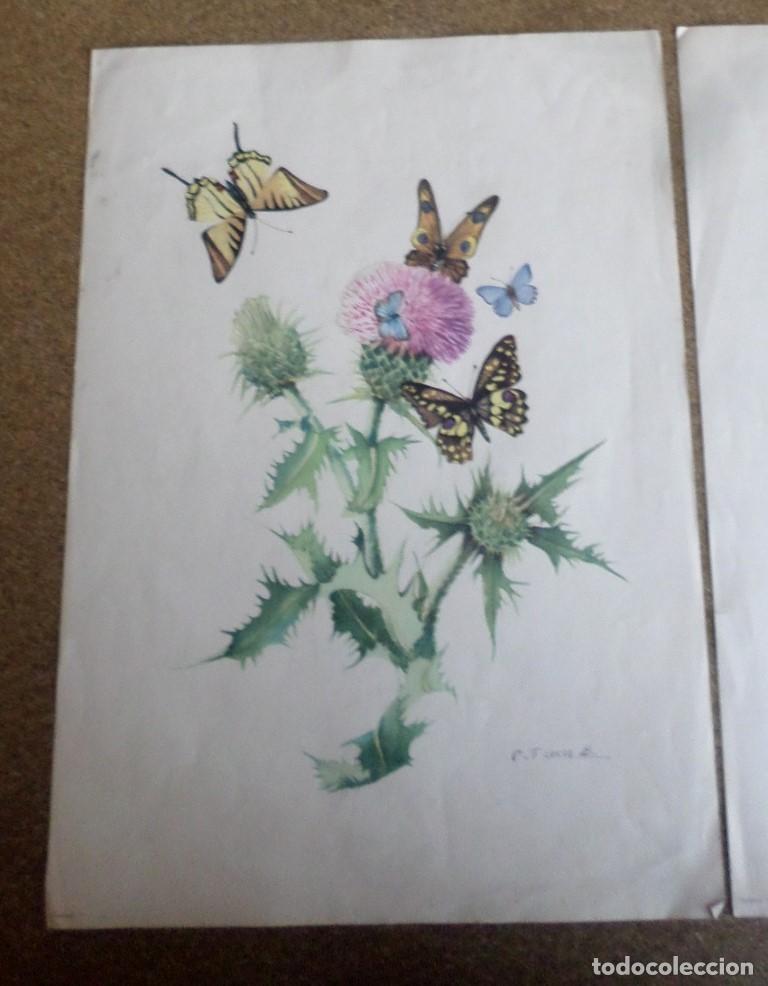 Arte: 2 laminas impresas antiguas de mariposas - Foto 3