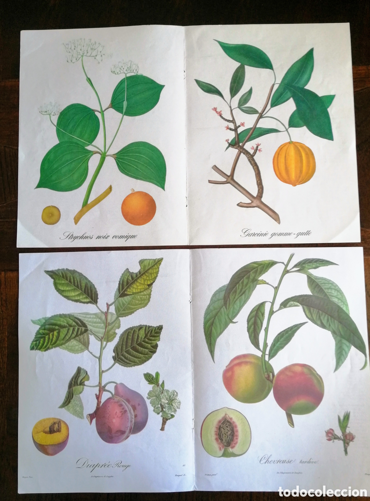 Art: LAMINAS PARA ENMARCAR. LAS FRUTAS DEL OTO&Ntilde;O. REGALO REVISTA FRANCESA. ENVIO INCLUIDO.