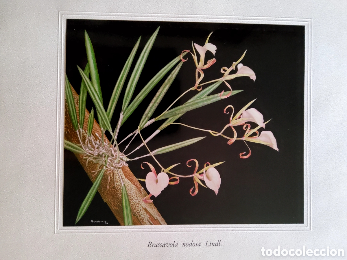 Kunst: L&aacute;mina dibujo de G.C.Dunsterville, orqu&iacute;dea Brassavola nodosa, finales a&ntilde;os 50, 43 x 32 cm