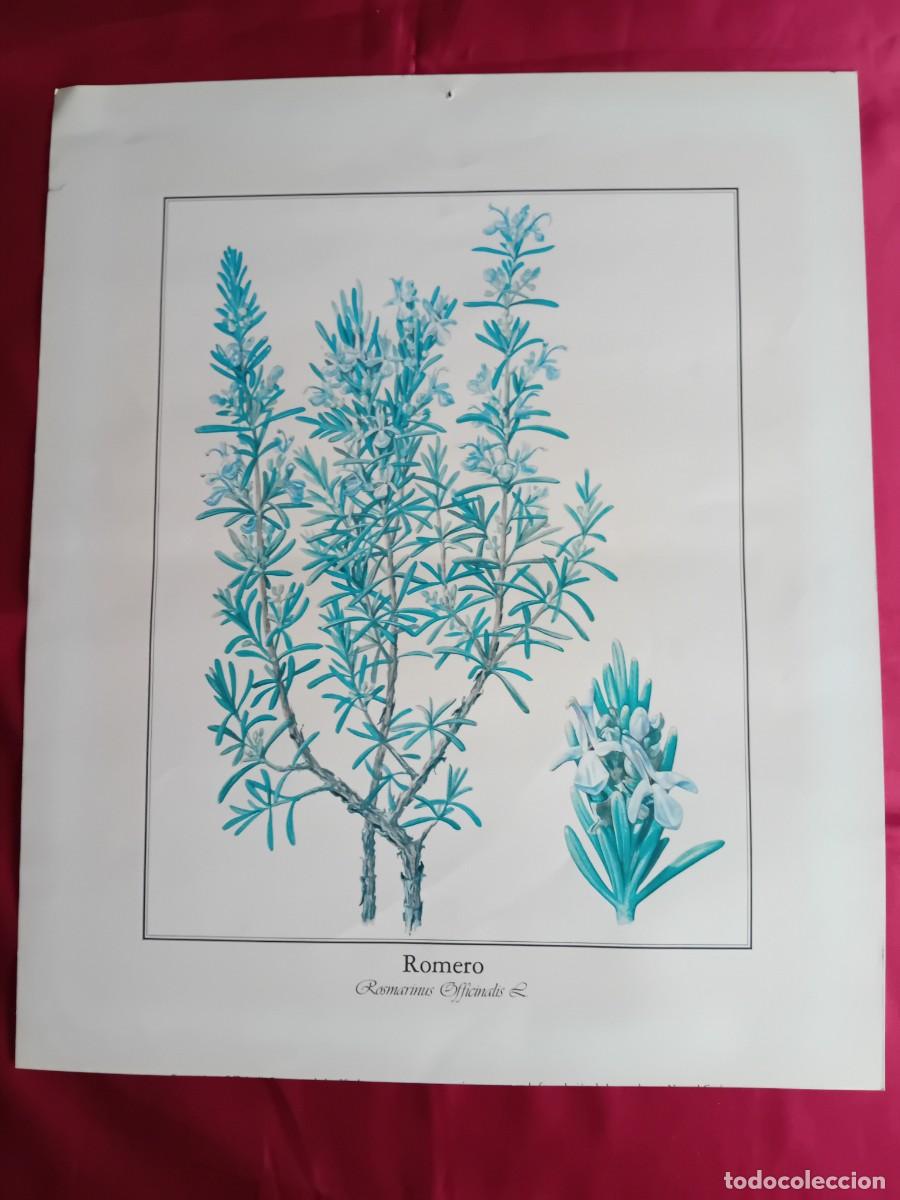 Arte: Romero, Rosmarinus Officinalis. - Foto 1