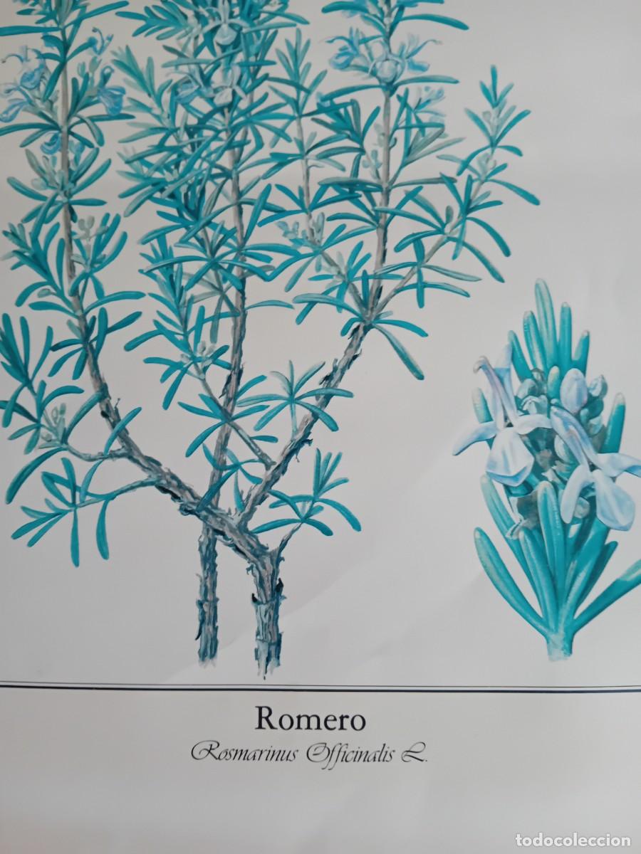 Arte: Romero, Rosmarinus Officinalis. - Foto 2