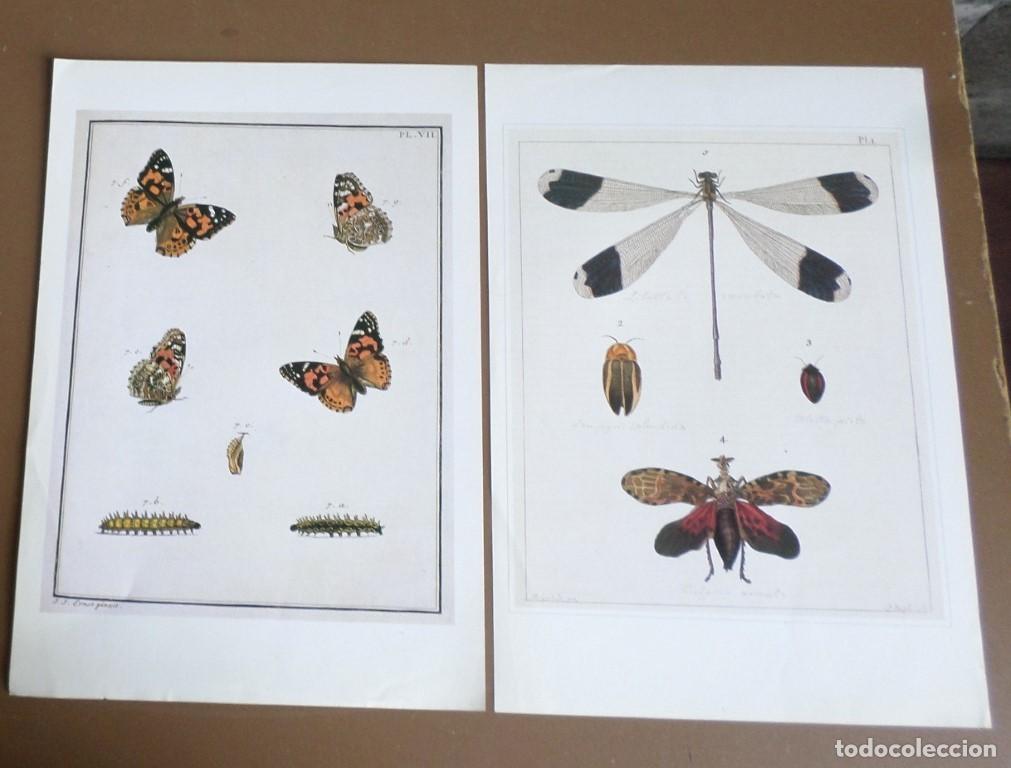 Arte: 2 laminas MARIPOSAS &ndash; LIBERULAS &hellip;. - Foto 1
