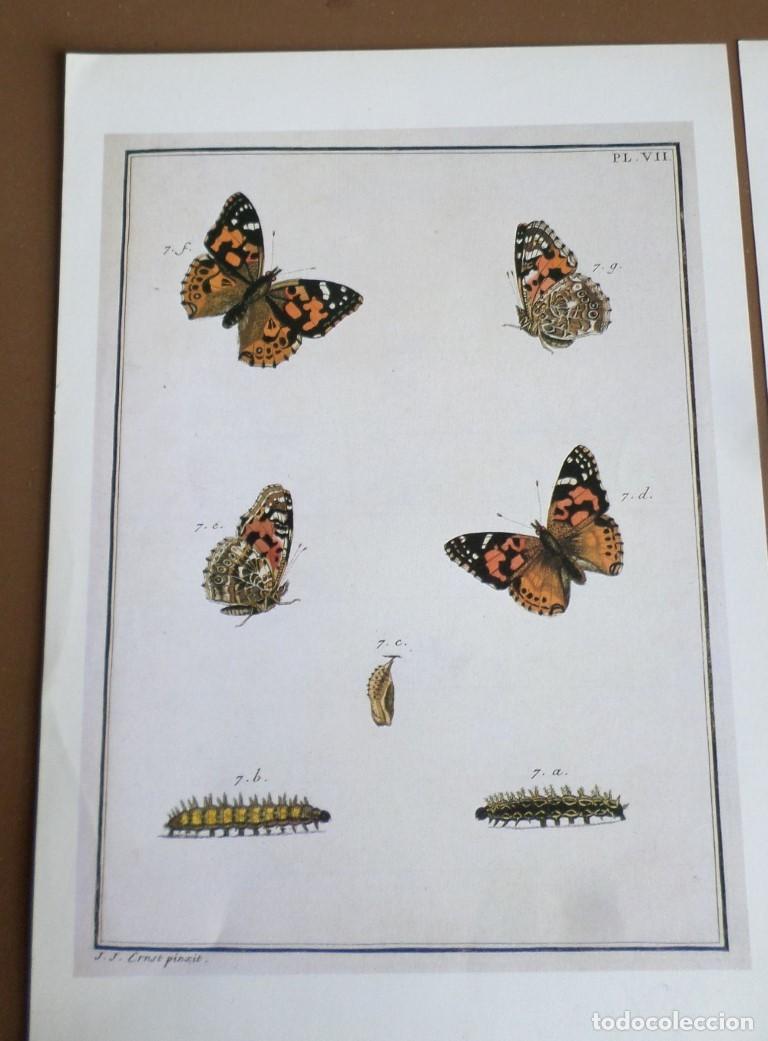 Arte: 2 laminas MARIPOSAS &ndash; LIBERULAS &hellip;. - Foto 2