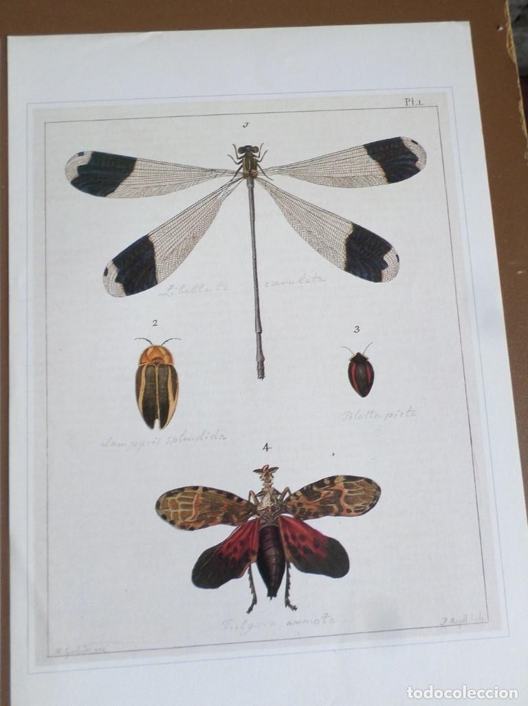 Arte: 2 laminas MARIPOSAS &ndash; LIBERULAS &hellip;. - Foto 3