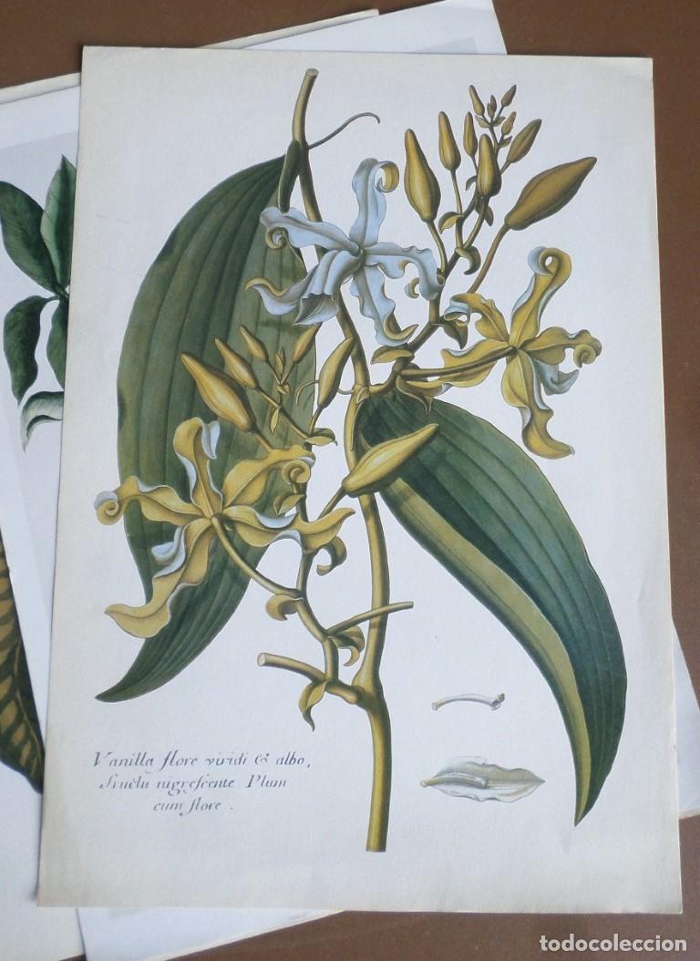 Arte: 5 laminas de plantas - Foto 1