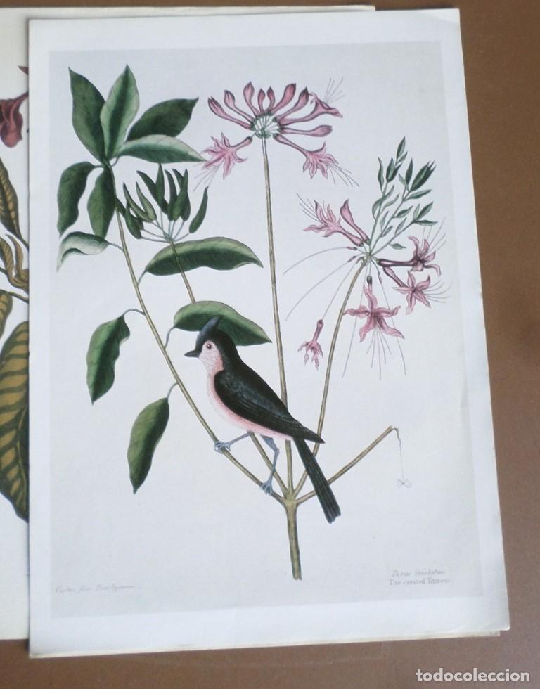 Arte: 5 laminas de plantas - Foto 2