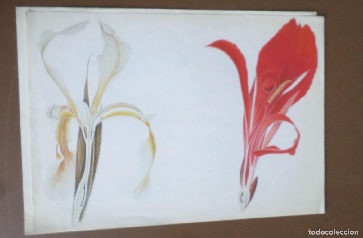 Arte: 5 laminas de plantas - Foto 3