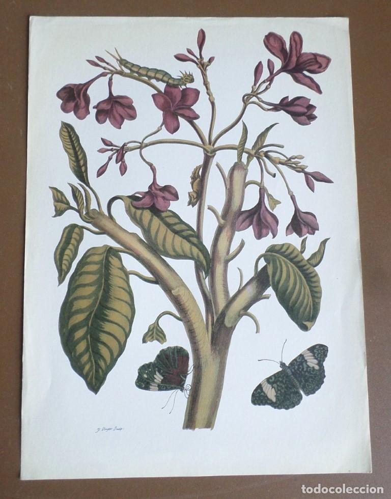 Arte: 5 laminas de plantas - Foto 4