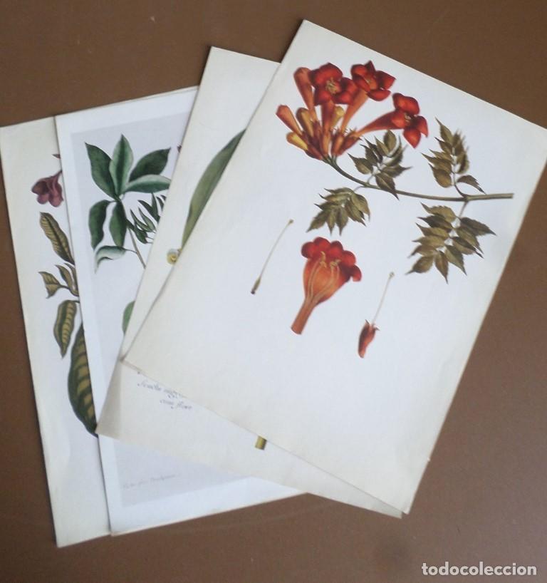 Arte: 5 laminas de plantas - Foto 5