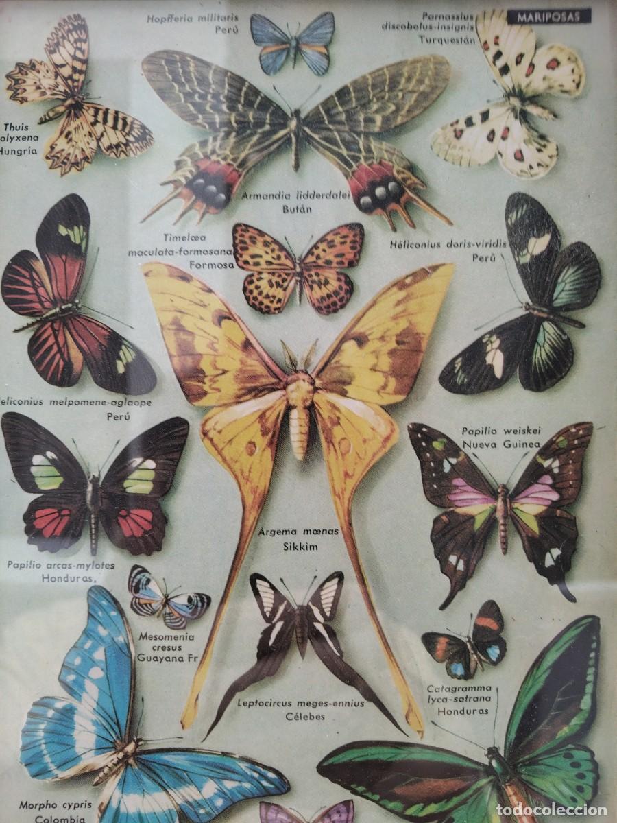 Arte: Cuadro modernista mariposas - Foto 5