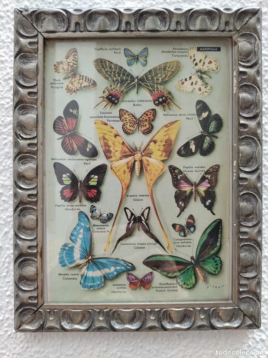 Arte: Cuadro modernista mariposas - Foto 6