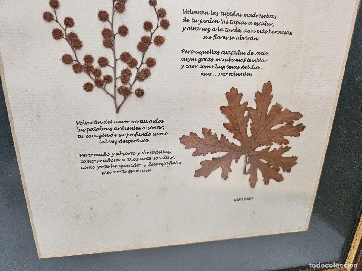 Arte: cuadro con plantas secas - Foto 4