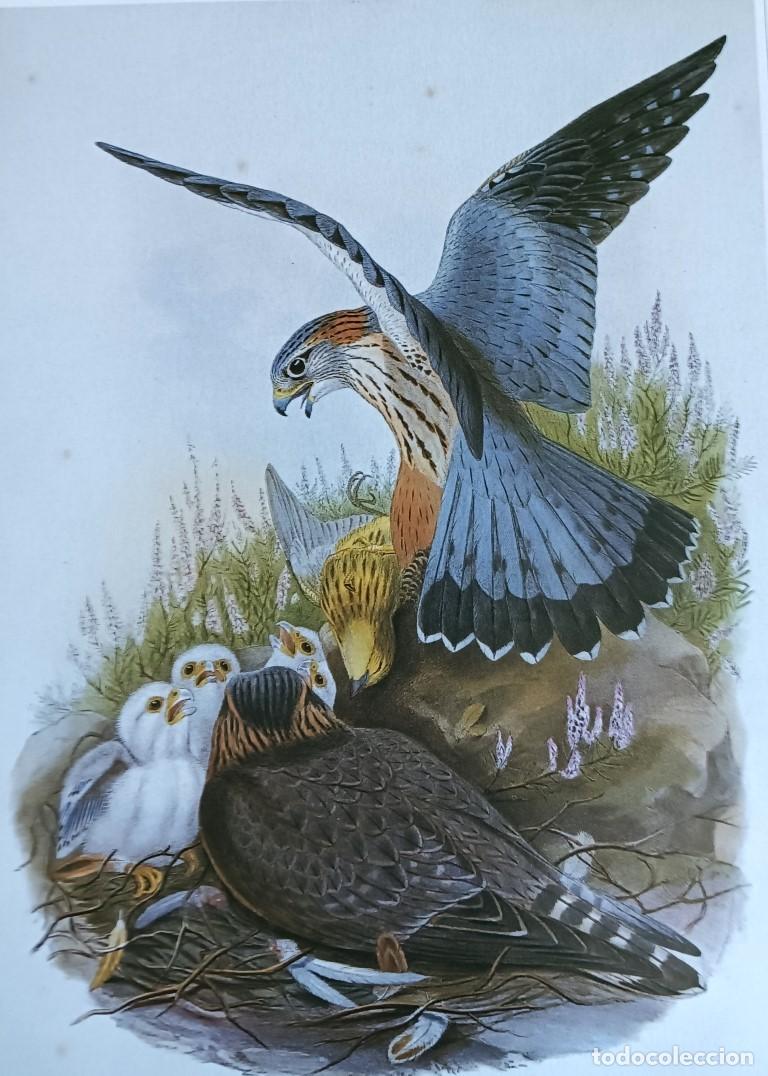 Arte: L&aacute;mina FALCO AESALON - Foto 2